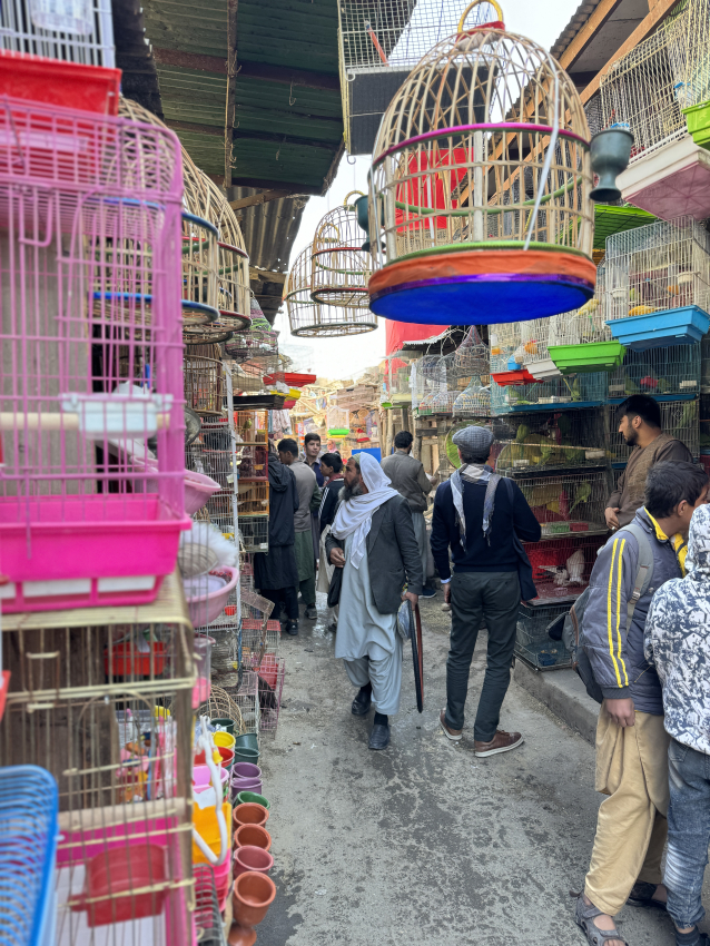 Bird market in Kabul, Afghanistan
