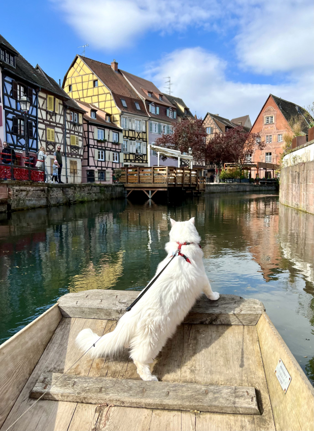 Cat visiting Colmar on a boat in Little Venice area.