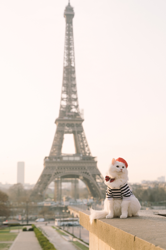Parisian Cat in front of the Eiffel Tower