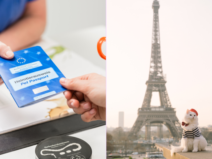 EU Pet Passport: What to Know & Our Experience Getting It