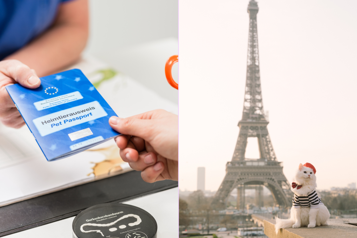 EU Pet Passport: What to Know & Our Experience Getting It