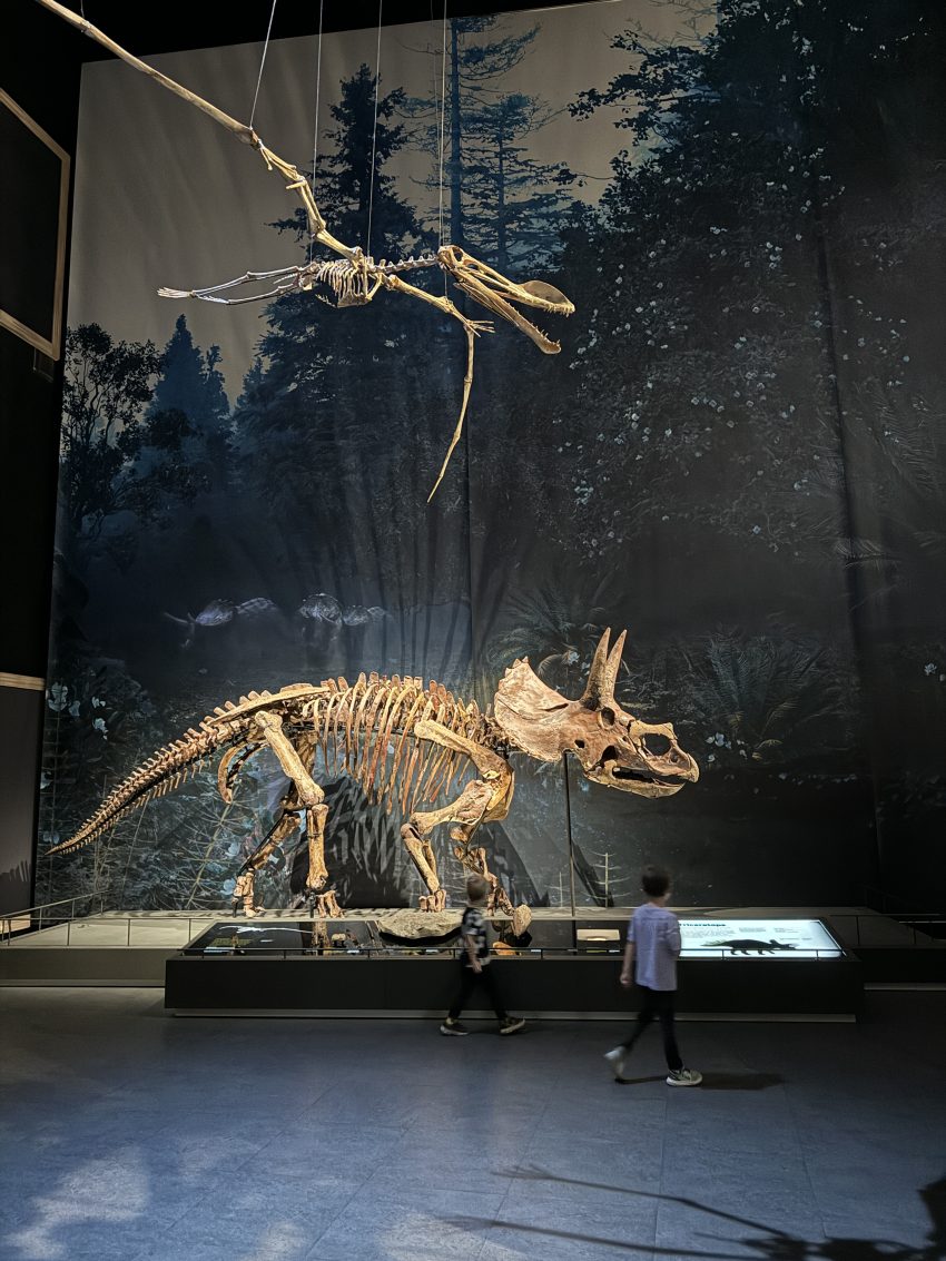 Museum in Leiden Naturalis