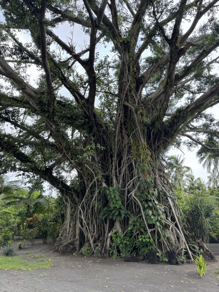 Trip To The Volcano Of Tanna Island Vanuatu With Kids Trip To The Volcano Of Tanna Island Vanuatu With Kids