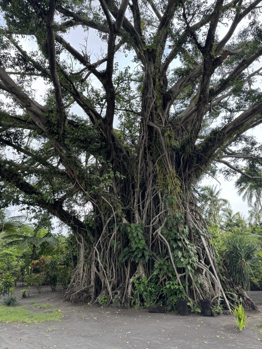 Banyan Tree