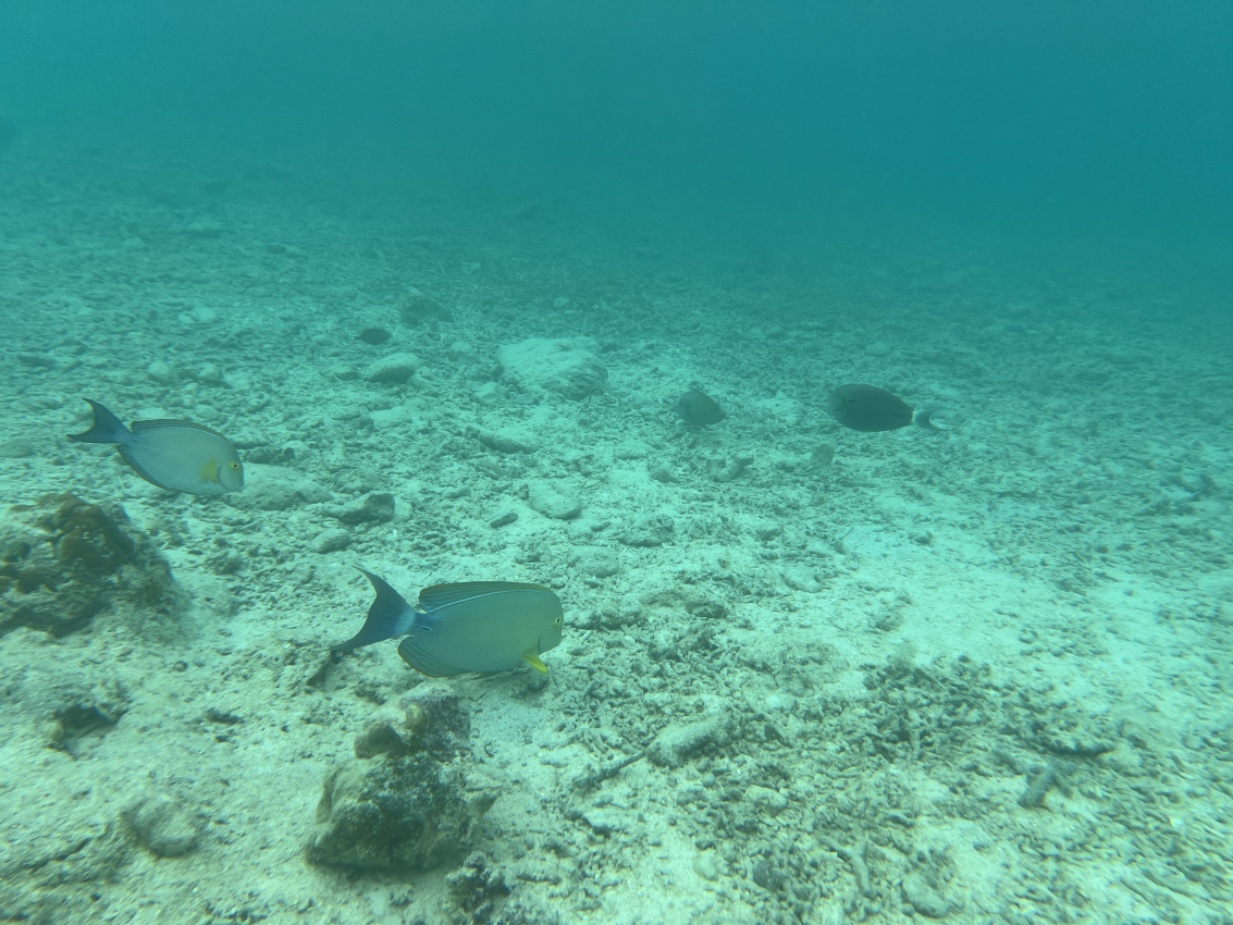 Snorkeling in Vanuatu