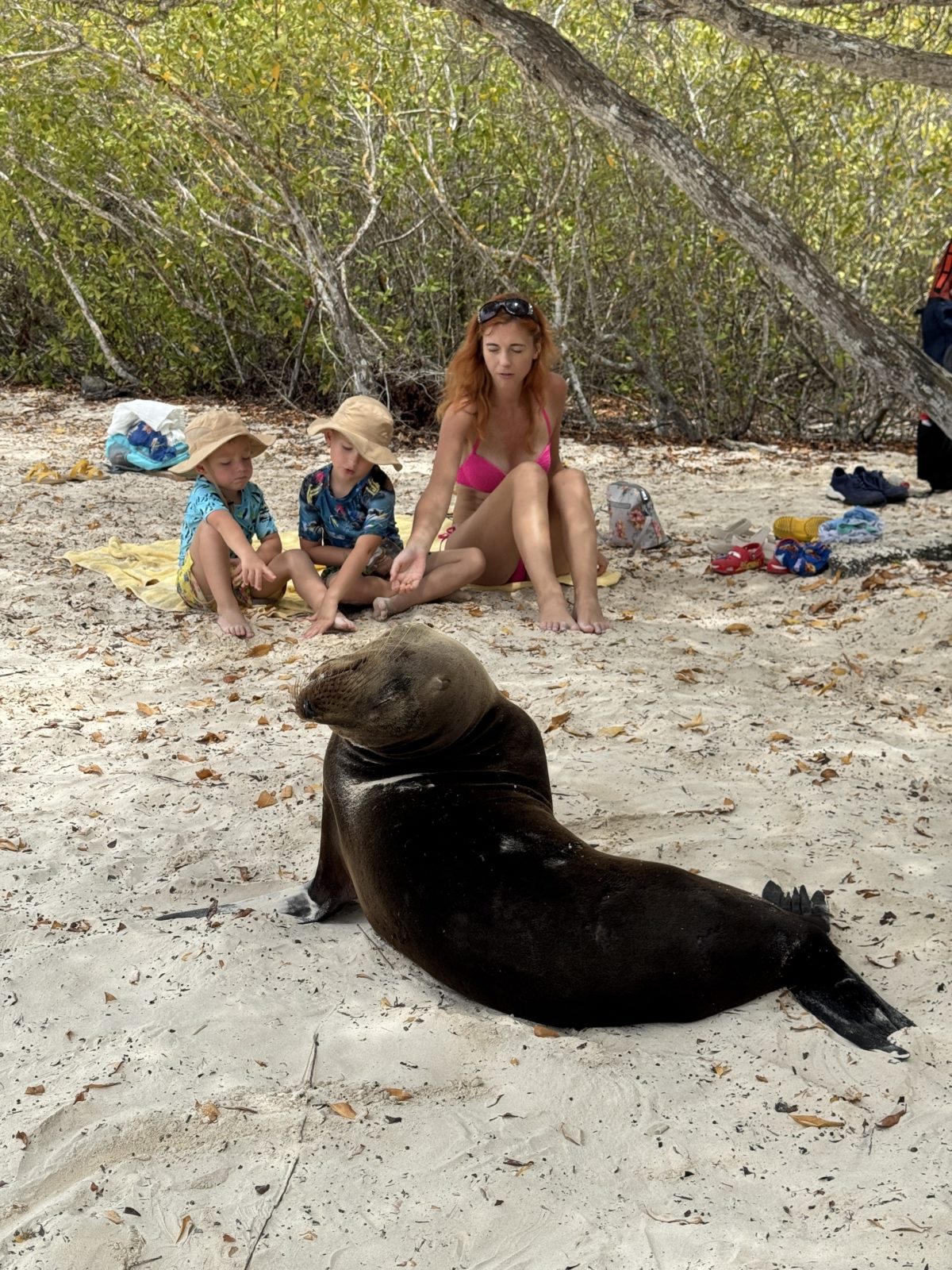 family trip to Galapagos posing with sea lion on the beach