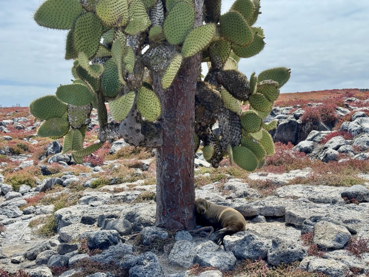 south plazas island galapagos