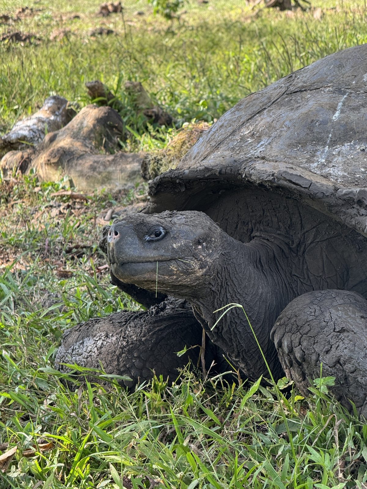 giant tortoises galapagos