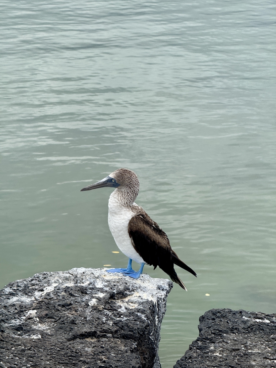 blue footed boobie