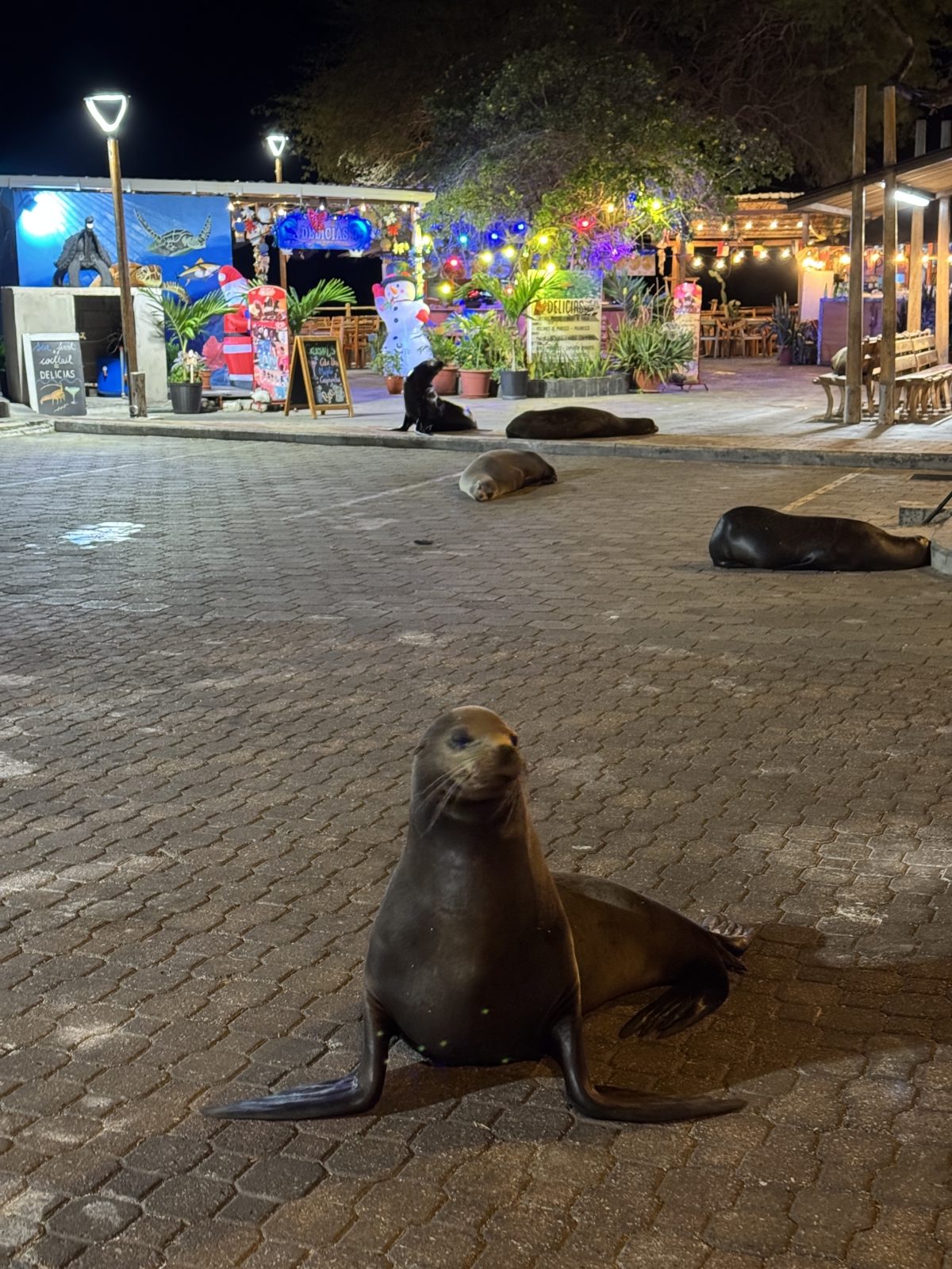 Sea lions on the streets of San Cristobal in Galapagos islands