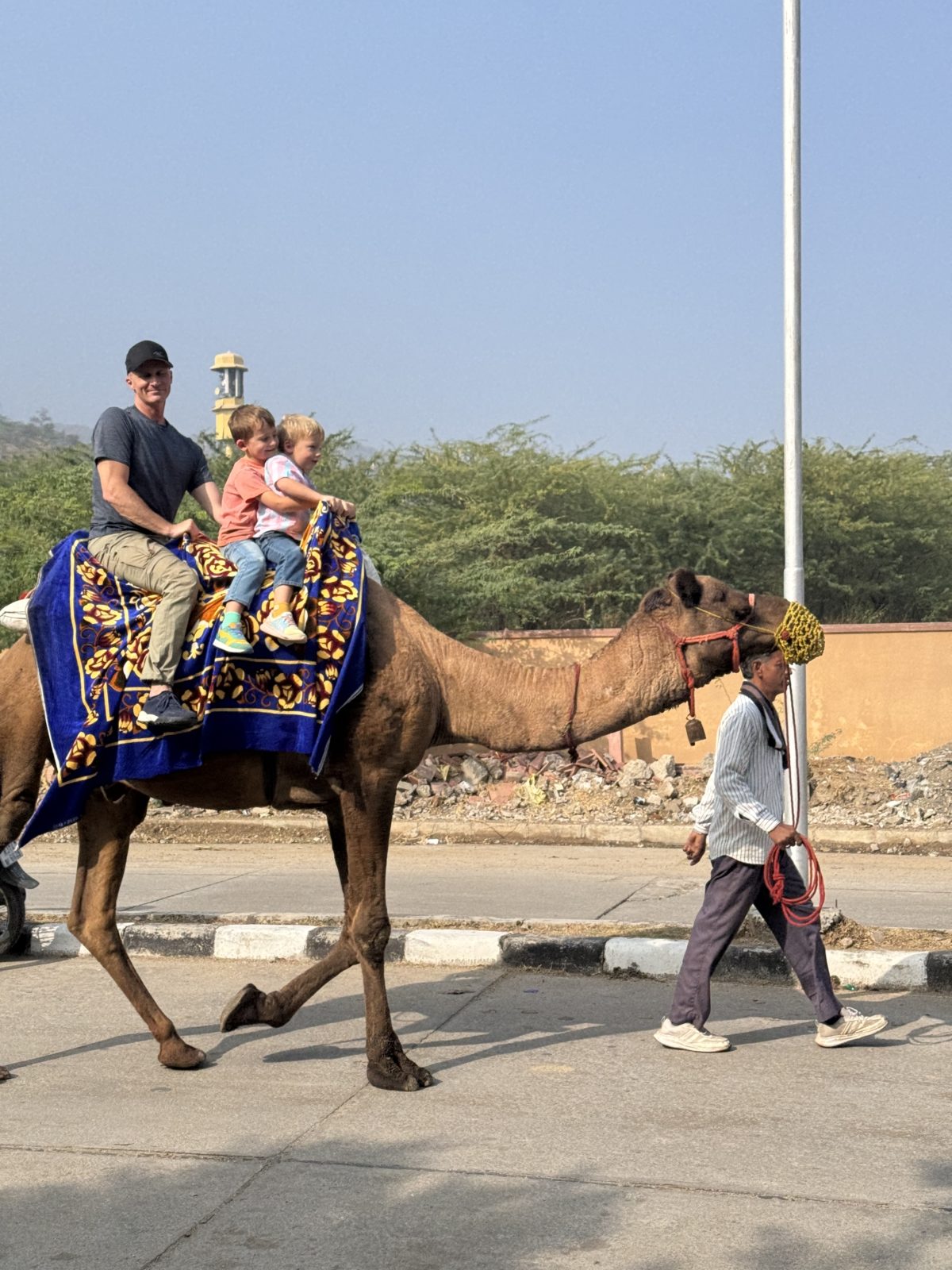 camels in India